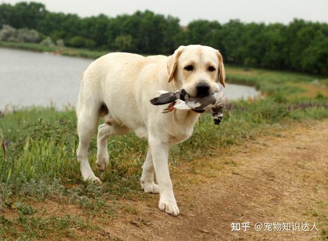 拉布拉多犬的价格_犬拉布拉多价格及图片_犬拉布拉多价格多少