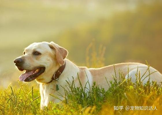 犬拉布拉多价格多少_拉布拉多犬的价格_犬拉布拉多价格及图片