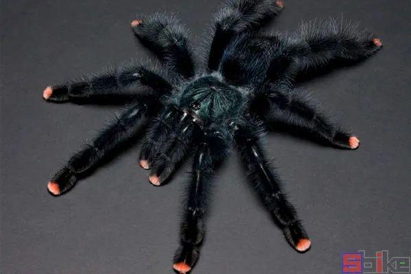 火玫瑰蜘蛛喝水吗_火玫瑰蜘蛛毒性_火玫瑰蜘蛛有毒吗