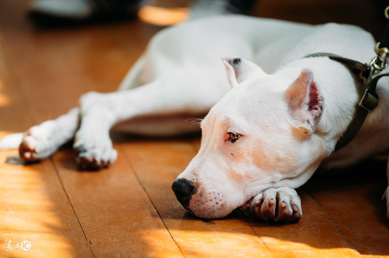 阿根廷杜高犬价格_阿根廷杜高犬最优秀的能力_阿根廷名犬杜高