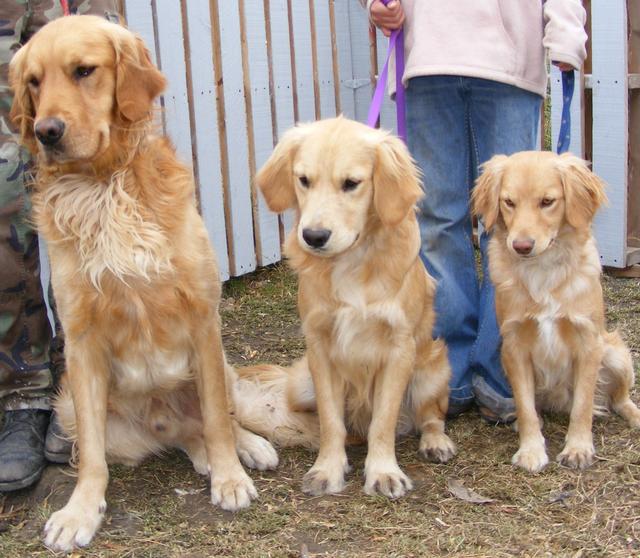 都叫金毛，小一个size就是完全不同的狗狗，带你认识迷你黄金猎犬