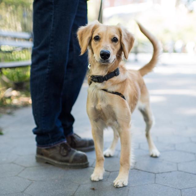 都叫金毛，小一个size就是完全不同的狗狗，带你认识迷你黄金猎犬