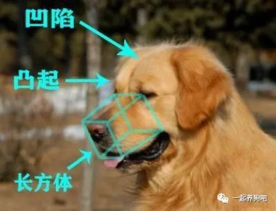 纯种金毛犬价格_犬纯种金毛价格表_纯种金毛市场价多少钱一只