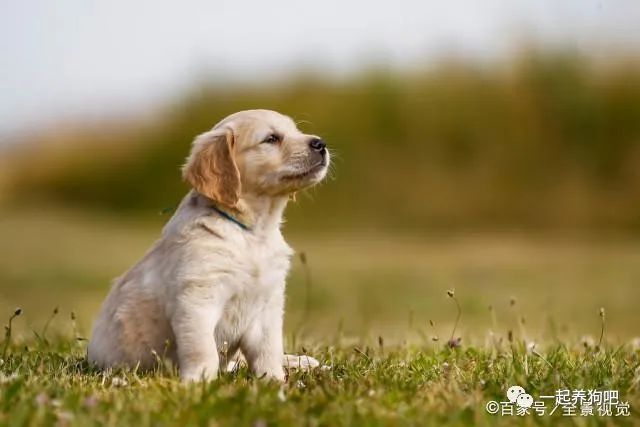 纯种金毛市场价多少钱一只_纯种金毛犬价格_犬纯种金毛价格表