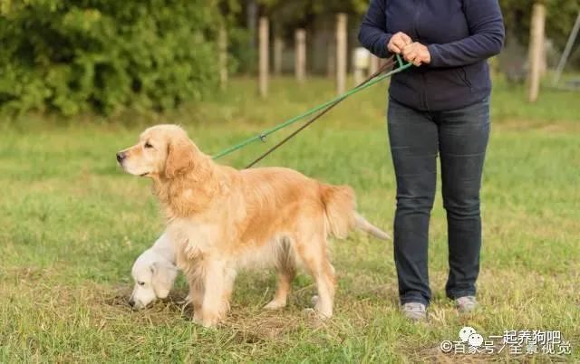 纯种金毛市场价多少钱一只_犬纯种金毛价格表_纯种金毛犬价格