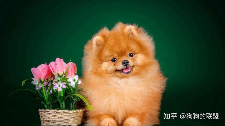 阿富汗猎犬价格表_阿富汗猎犬价格_阿富汗猎犬价格为多少