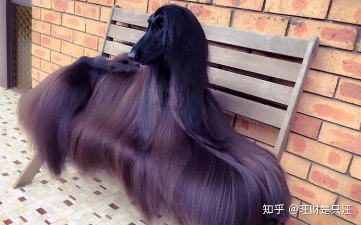 阿富汗猎犬价格_阿富汗猎犬价格多少钱一只_阿富汗猎犬价格及图片欣赏