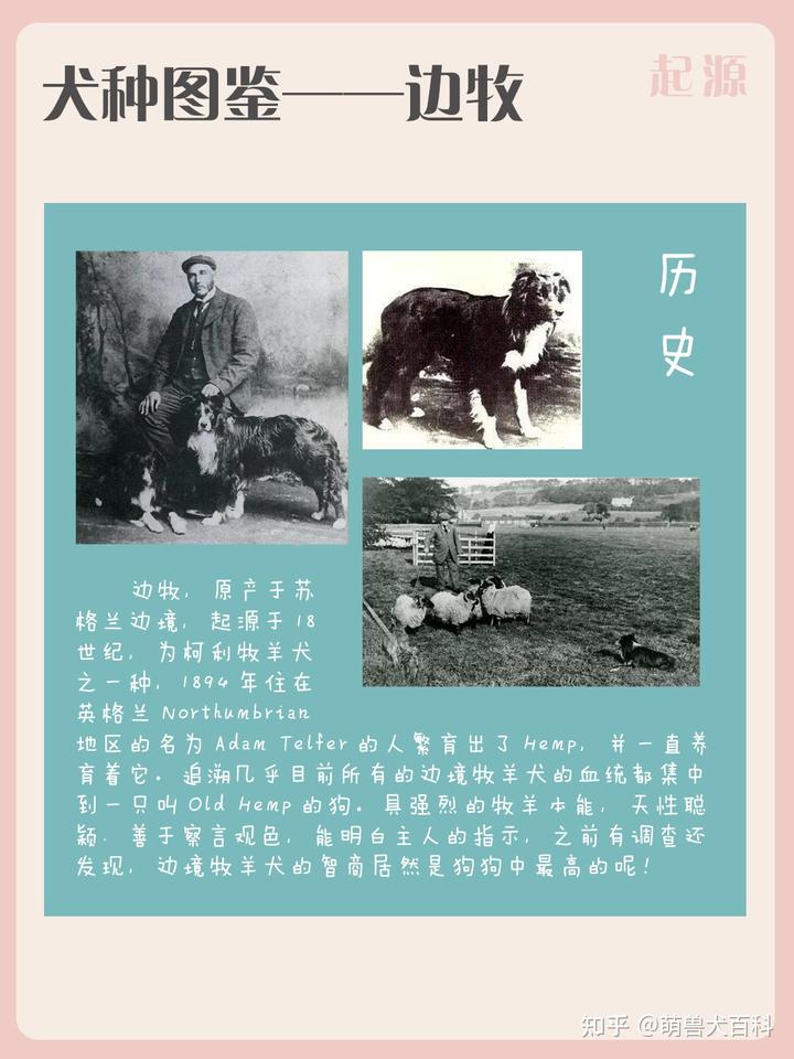 边境犬牧羊图片欣赏_边境牧羊犬简介_边境牧羊犬的图片