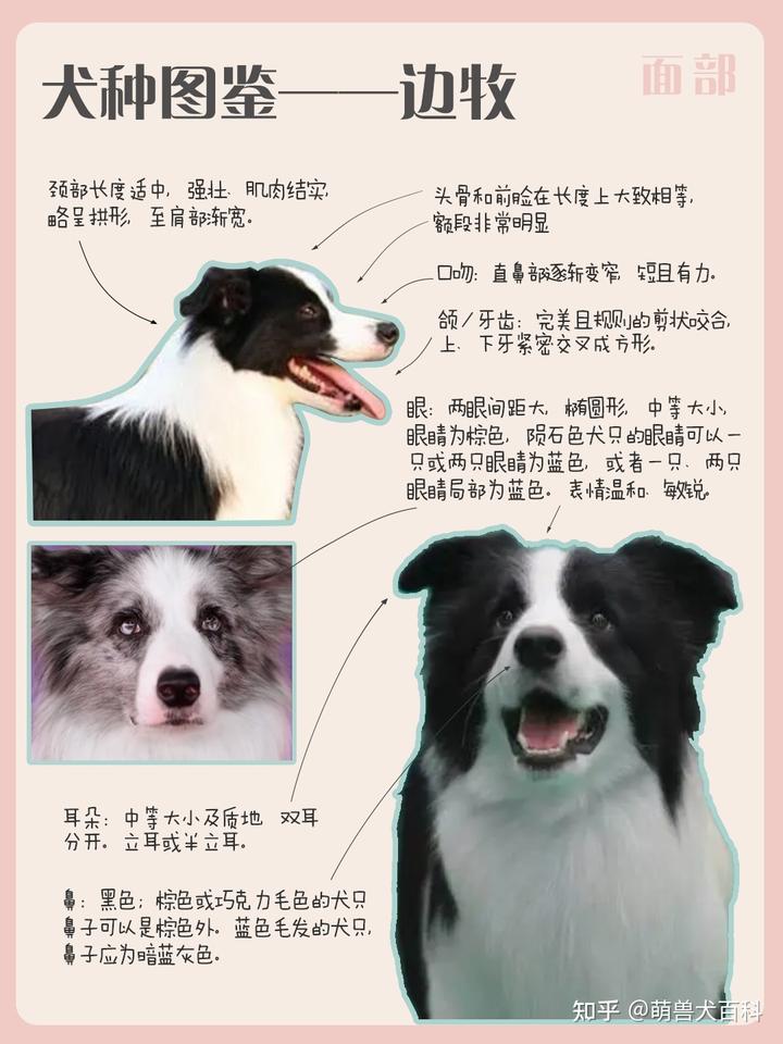 边境犬牧羊图片欣赏_边境牧羊犬的图片_边境牧羊犬简介