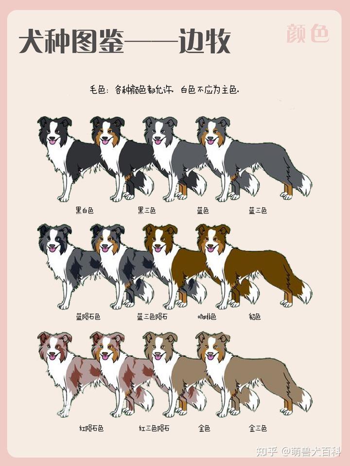 边境牧羊犬简介_边境牧羊犬的图片_边境犬牧羊图片欣赏