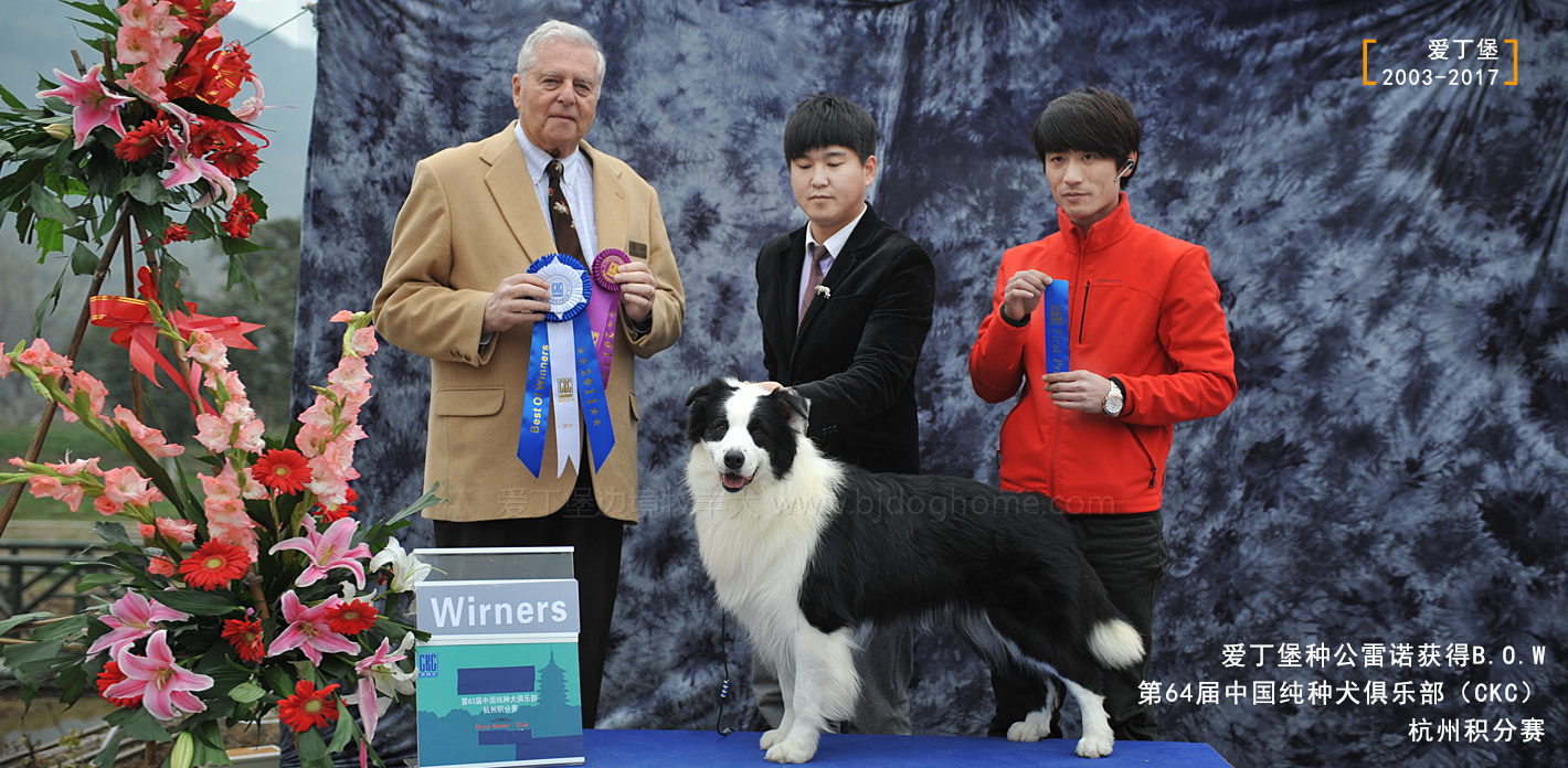 边境牧羊犬的图片_边境犬牧羊图片大全_边境犬牧羊图片欣赏