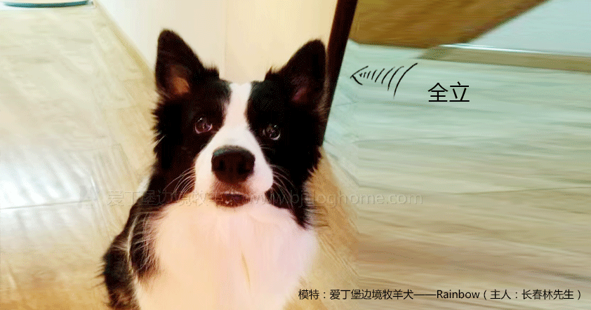 边境犬牧羊图片大全_边境犬牧羊图片欣赏_边境牧羊犬的图片