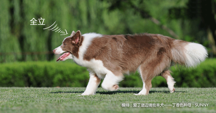 边境犬牧羊图片大全_边境牧羊犬的图片_边境犬牧羊图片欣赏