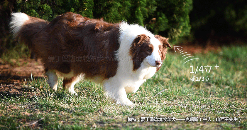 边境牧羊犬的图片_边境犬牧羊图片大全_边境犬牧羊图片欣赏