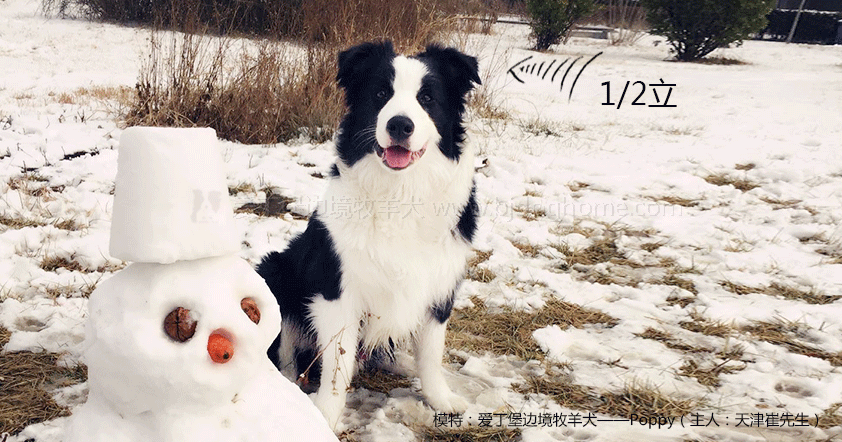 边境犬牧羊图片欣赏_边境犬牧羊图片大全_边境牧羊犬的图片