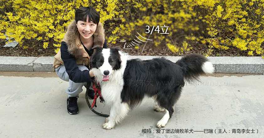 边境牧羊犬的图片_边境犬牧羊图片欣赏_边境犬牧羊图片大全