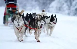 阿拉斯加雪橇犬红棕色_红色阿拉斯加雪橇犬_红色的阿拉斯加犬