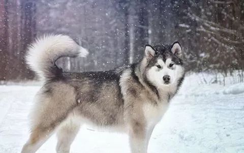 红色阿拉斯加雪橇犬_阿拉斯加雪橇犬红棕色_红色的阿拉斯加犬