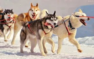 红色的阿拉斯加犬_阿拉斯加雪橇犬红棕色_红色阿拉斯加雪橇犬