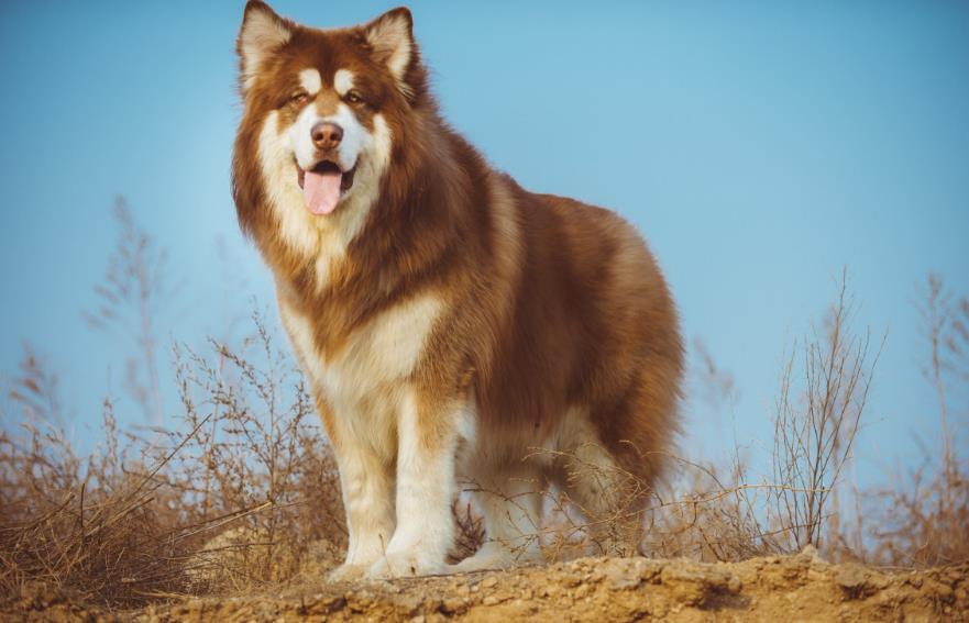巨型犬阿拉斯加雪橇图片_巨型阿拉斯加雪橇犬_巨型阿拉斯加雪橇犬多少钱一只