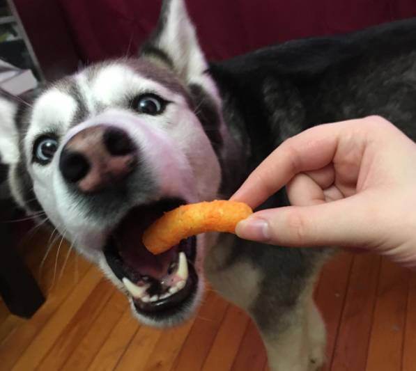 哈士奇雪橇犬的区别_哈士奇是雪橇犬吗_哈士奇雪橇犬有受虐倾向吗