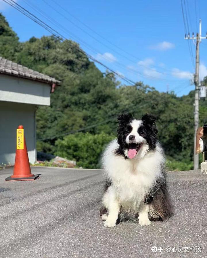 边境牧羊犬图片_边境犬牧羊图片大全_边境犬牧羊图片欣赏