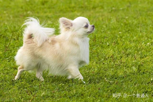 纯种图片哈士奇大全_纯种哈士奇图片_纯种哈士奇照片幼犬