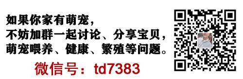 泰迪茶杯犬的优缺点_茶杯泰迪多少钱一个_茶杯泰迪多少钱一只