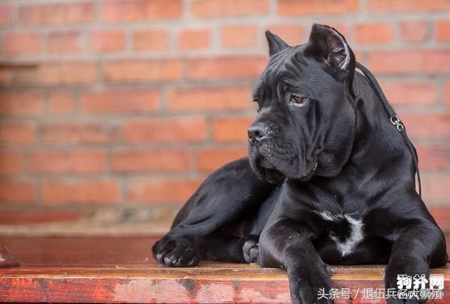 可卡犬价格 可卡犬多少钱一只_可卡犬市场价_宠物狗可卡价格