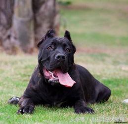 可卡犬价格 可卡犬多少钱一只_可卡犬市场价_宠物狗可卡价格