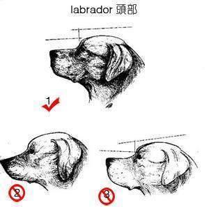 纯种拉布拉多犬特征（训练拉布拉多的技巧）