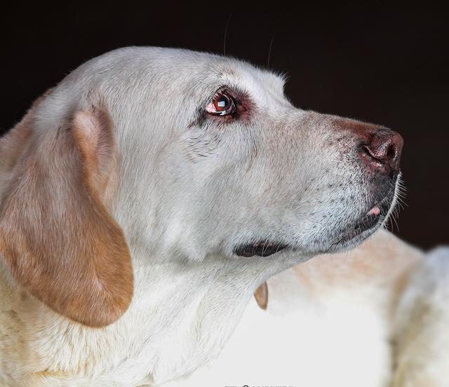 纯种拉布拉多犬特征（训练拉布拉多的技巧）