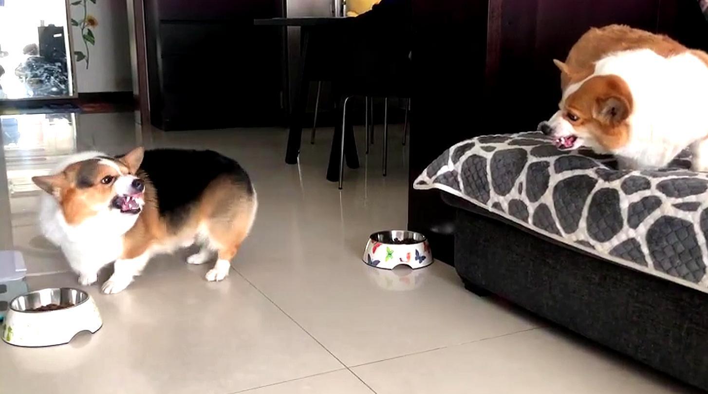 柯基多少钱一只_柯基多少钱一只_柯基多少钱一只