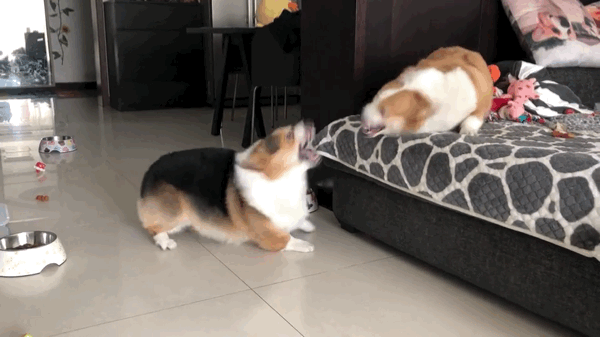 柯基多少钱一只_柯基多少钱一只_柯基多少钱一只