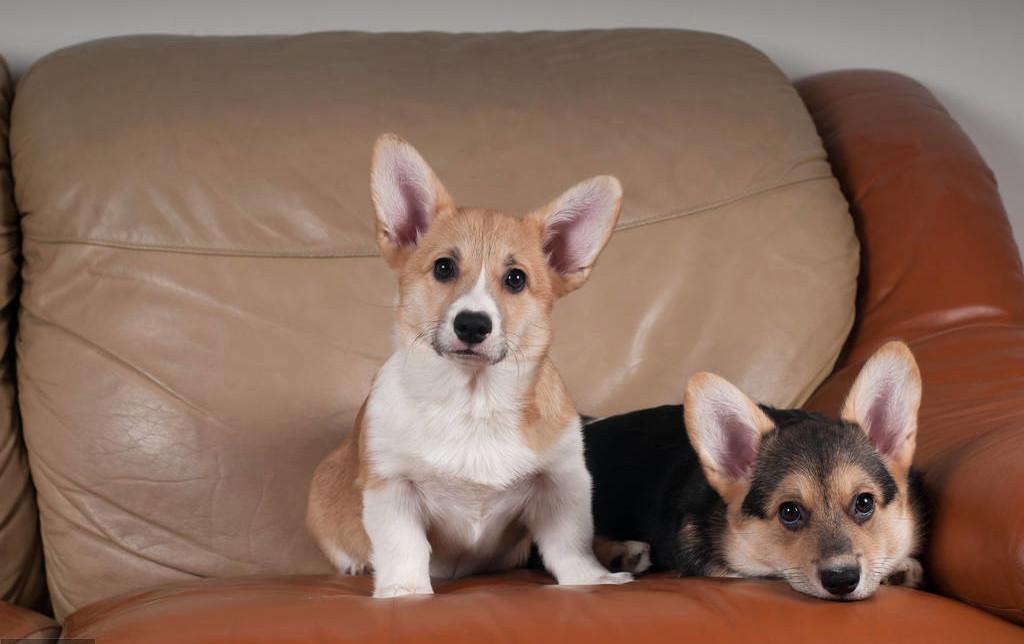 柯基多少钱一只_柯基多少钱一只_柯基多少钱一只