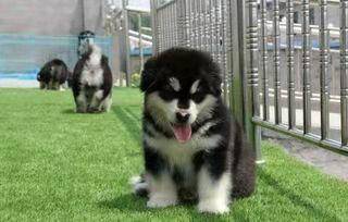 阿拉斯加犬雪橇犬多少钱一只_阿拉斯加雪橇犬价格_阿拉斯加雪橇多少钱