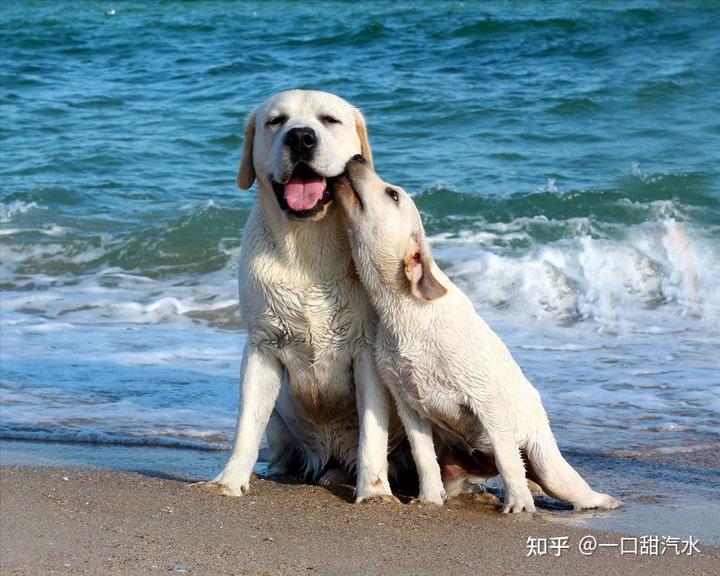 拉布拉多小犬多少钱_幼犬拉布拉多多少钱_拉布拉多幼犬价格多少钱一只