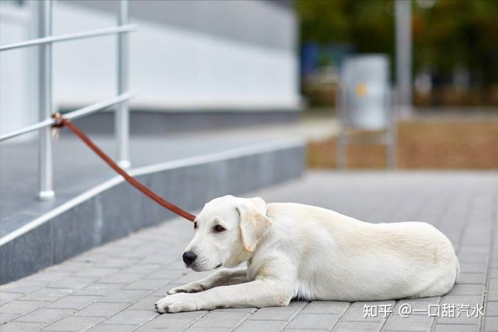 幼犬拉布拉多多少钱_拉布拉多小犬多少钱_拉布拉多幼犬价格多少钱一只