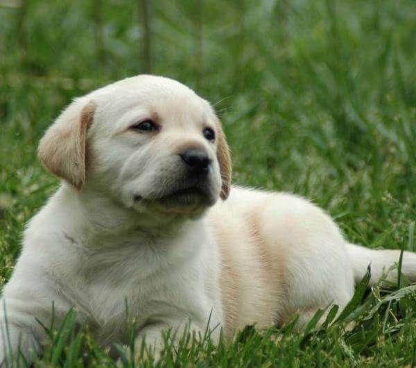 拉布拉多犬价格_犬拉布拉多价格多少钱_犬拉布拉多价格及图片