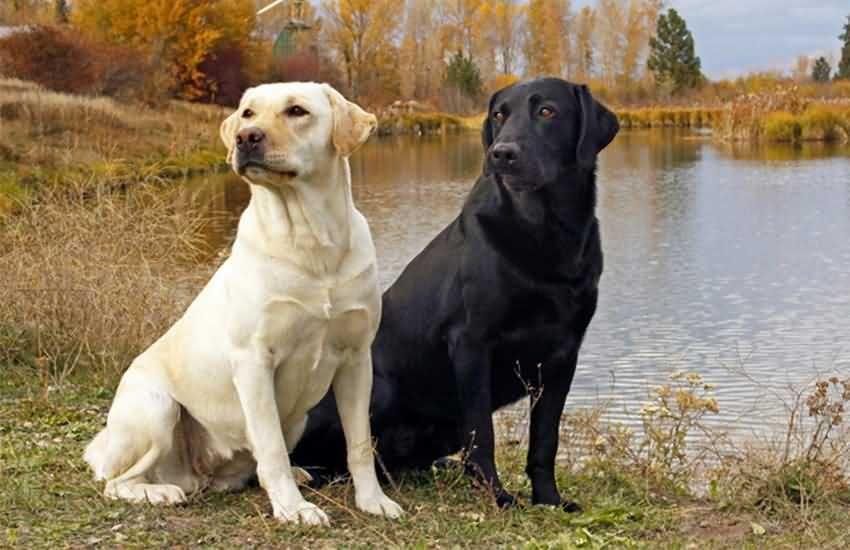 犬拉布拉多价格及图片_拉布拉多犬价格_犬拉布拉多价格多少钱