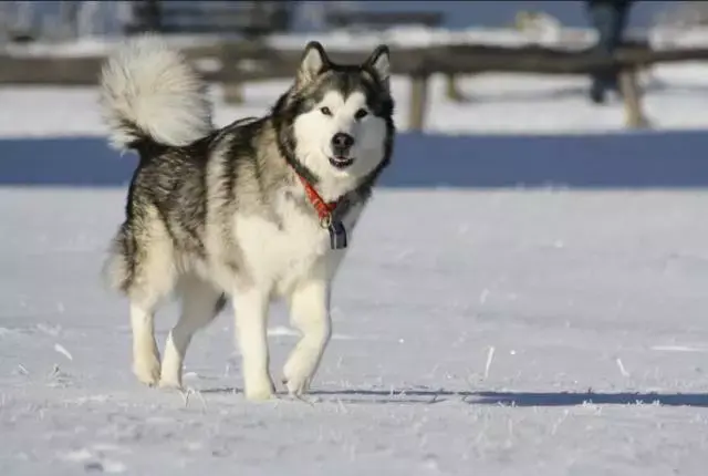 犬拉布拉多价格及图片_拉布拉多犬的价格_拉布拉多犬价格600元