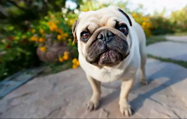 拉布拉多犬的价格_拉布拉多犬价格600元_犬拉布拉多价格及图片