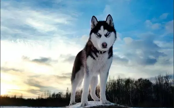 拉布拉多犬的价格_拉布拉多犬价格600元_犬拉布拉多价格及图片