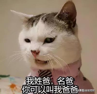 宠物猫价格排行（我们统计了1000只猫咪的名字）