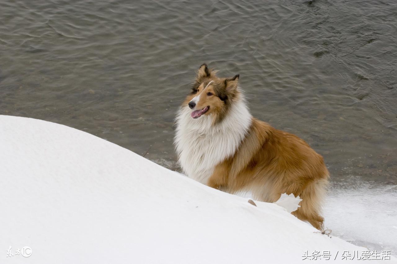 苏格兰牧羊犬价格_苏格兰牧羊犬价格_苏格兰犬牧羊价格表