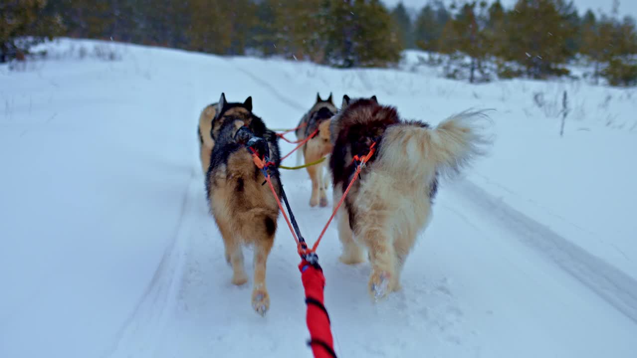 雪橇和哈士奇是一种狗吗_哈士奇是雪橇犬吗_哈士奇雪橇犬的区别