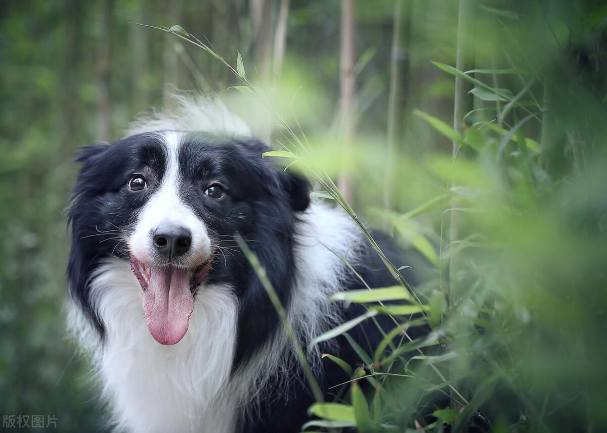 边境牧羊犬的价格_边境牧羊犬市场价_边境犬牧羊价格多少钱