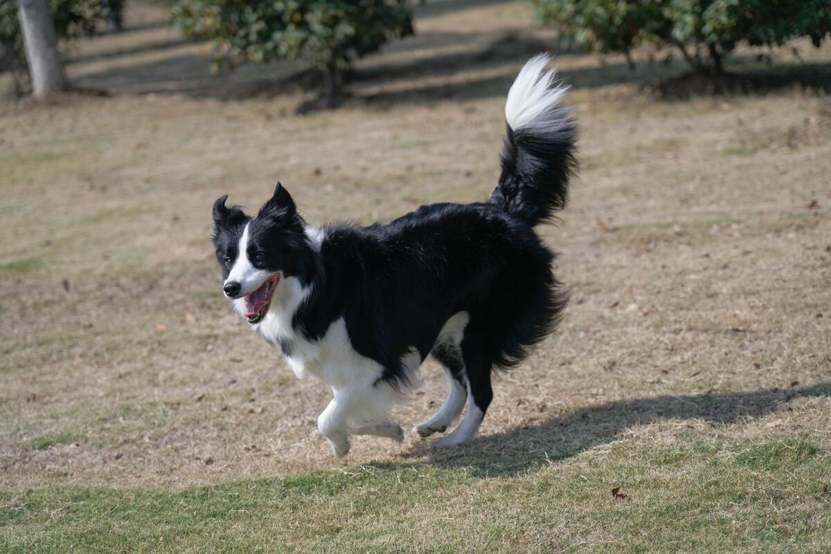 边境犬牧羊价格多少钱_边境牧羊犬的价格_边境牧羊犬市场价