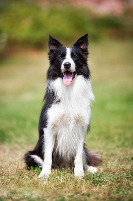 边境犬牧羊价格多少钱_边境牧羊犬市场价_边境牧羊犬的价格