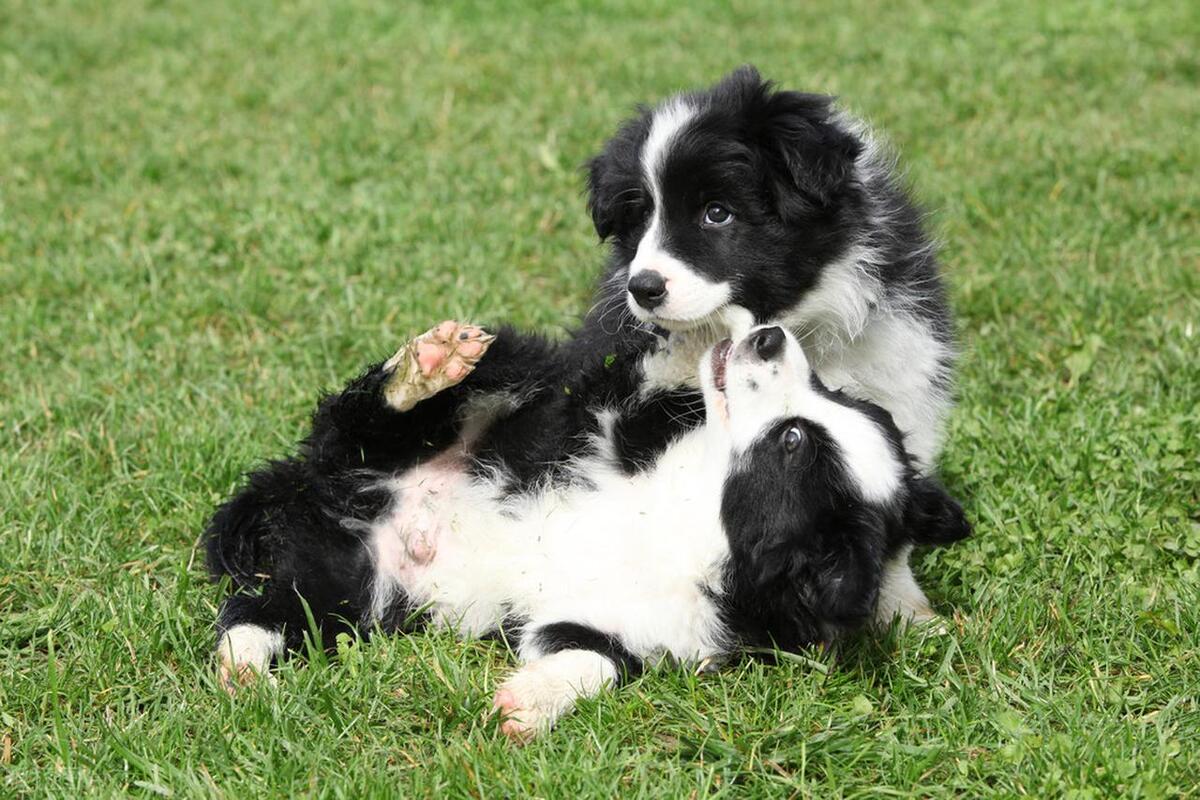 边境犬牧羊价格多少钱_边境牧羊犬的价格_边境牧羊犬市场价